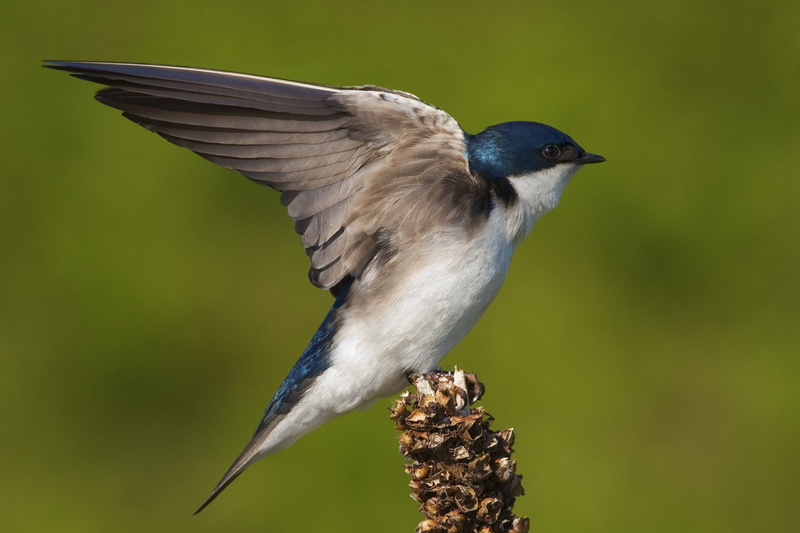 Swallow, 1080P, Spring, Birds