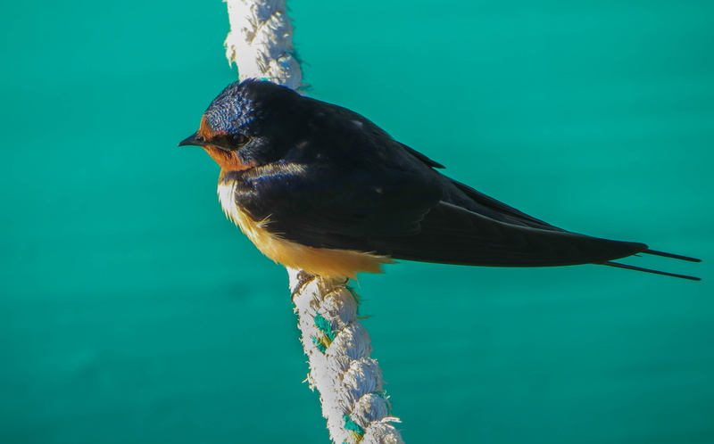 swallow, turquoise colored, one animal, beauty in nature, nature, blue, tiny, black color, animal wildlife, animals in the wild, 4K, sand, sand swallow