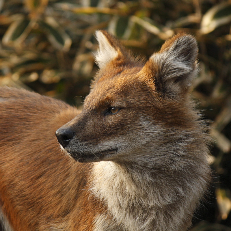 X2, white, ドール, 450D, outdoors, wildlife, white fox, nature, animal, fox, Tokyo  Japan, S55, F4, Ueno  Tokyo, EF, zoo, brown, dog, Canon EOS, closeup, mammal