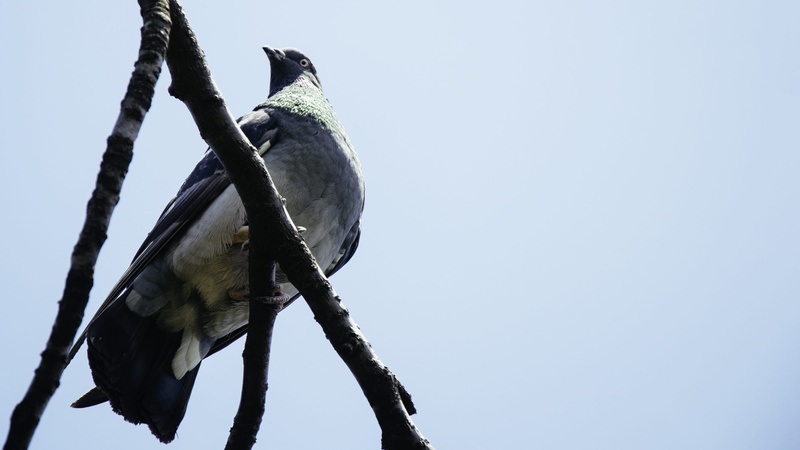 agelaius, plant, animal themes, branch, jay, accipiter, blue jay, japan, clear sky, animals in the wild, sky, food, nature, teal, fruit, ueno park, tokyo