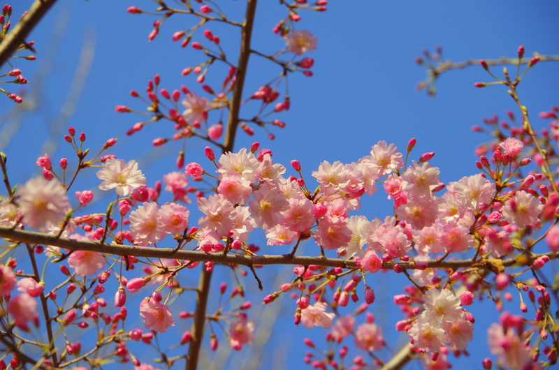 flowers, hit the link, 4K, blossom, beauty in nature, spring, vulnerability, branch, day, cherry, blue sky, flower, outdoors, plant, wood, no people, sky