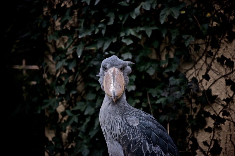 ueno zoo, nature, day, animal wildlife, standing, taitō-ku, gray, no people, grey, close-up, 4K, animal, eagle, vertebrate, beauty in nature, one animal