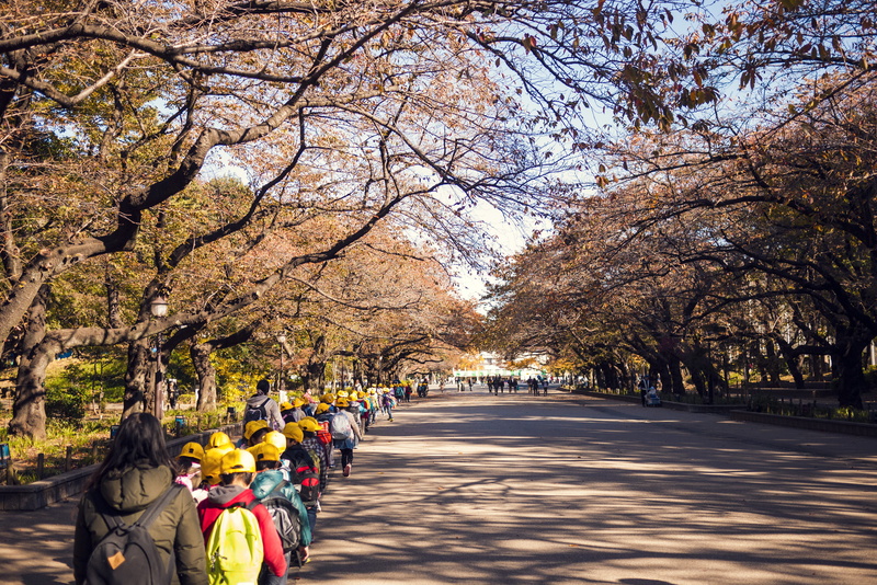 plant, ueno dori, trees, lifestyles, growth, tree, beauty in nature, 4K, japan, nature, transportation, women, leisure activity, day, kids, large group of people