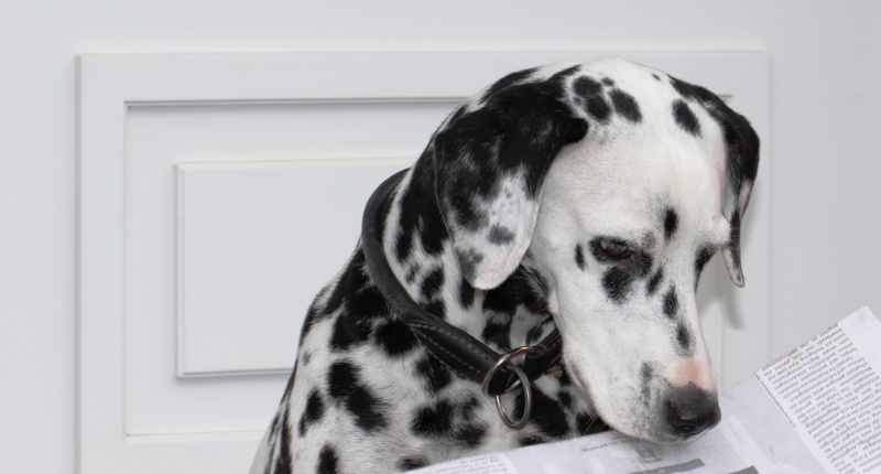 no people, hundeportrait, Dalmatians, adult, dalmatian, black and white, dalmatian dog, indoors, dog breed, spotty, fur, canine, newsletter, spotted, info