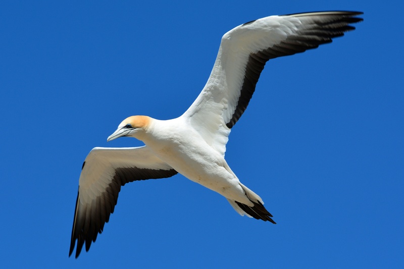northern gannet, sky, nature, animal wing, no people, brown, day, animal world, dom, animals in the wild, blue, clear sky, 4K, outdoors, spread wings