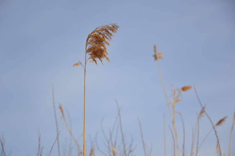 tranquility, focus on foreground, no people, tosca, 4K, blue, land, beauty in nature, winter, plant, field, grey, plant stem, grass, outdoors, growth