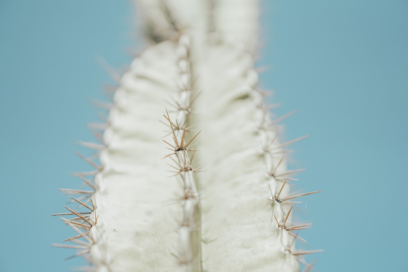 cowboy hat, photography, flower, no people, apparel, animal, spiked, 5K, onecolor, green, focus on foreground, day, plant, tosca, rubber eraser, growth