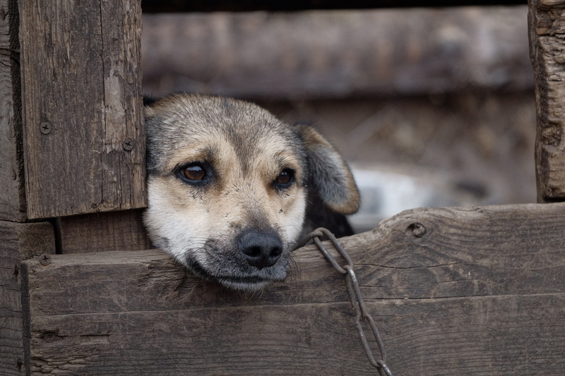 focus on foreground, looking at camera, 5K, wood - material, loneliness, fence, animal head, one animal, dog, animal themes, domestic, booth, pooch, chain