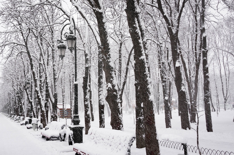 land, snow, winter, branch, tranquility, snowing, plant, white color, white, coldly, tranquil scene, tree trunk, trunk, wood, cold temperature, tree, outdoors