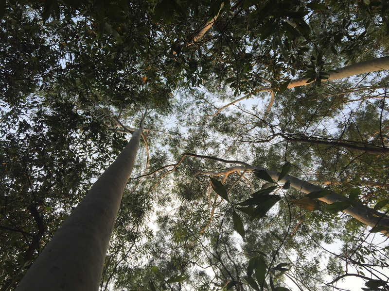 canopy, park, trunk, trees, low angle view, forest, tree canopy, tree, real people, human body part, hand, hu ying jiao ye gong yuan, tall - high, branch