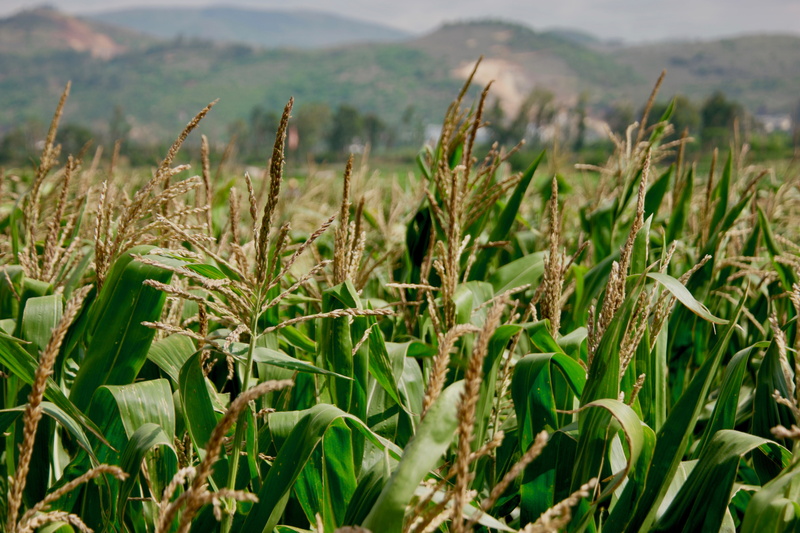 mountain, vase, rural scene, pottery, close-up, scenics - nature, china, 5K, farm, vegetation, field, beauty in nature, focus on foreground, wheat, environment