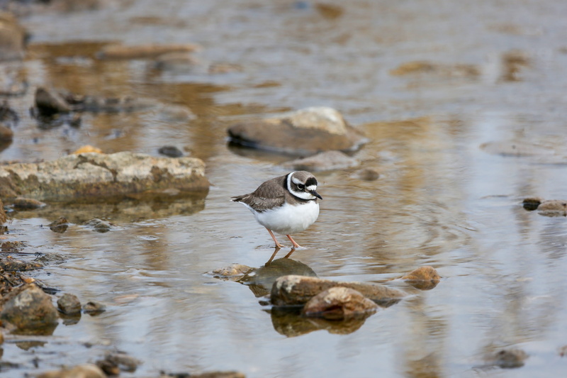 day, 4K, animal, animal wildlife, bird, feeding, vertebrate, new, wild, one animal, waterfowl, nature, lake, a small fort, perching, no people, reflection