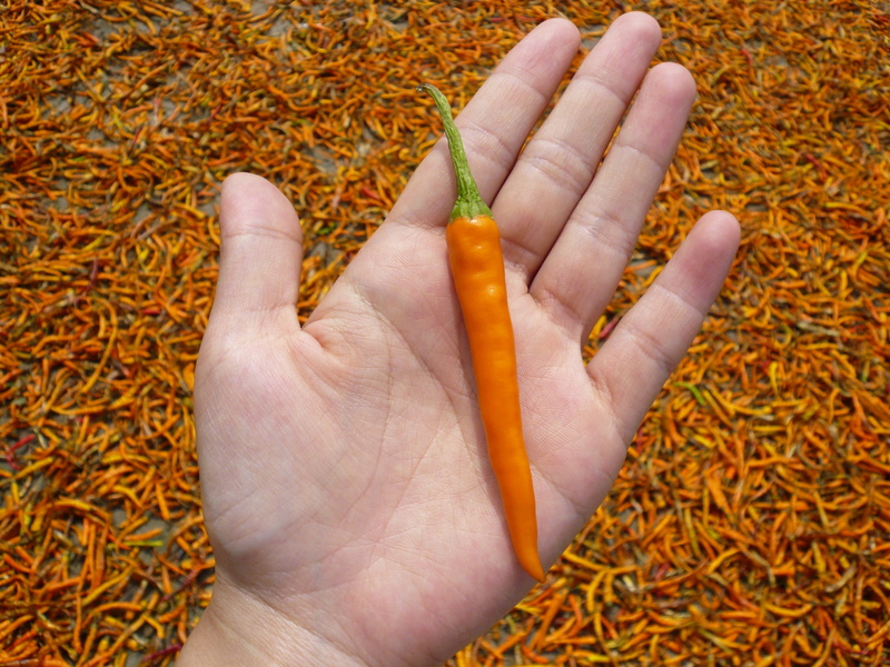 human hand, close-up, one person, men, unrecognizable person, yellow, red pepper, natural, finger, yellow gong pepper, plant, lifestyles, indoors, 2K