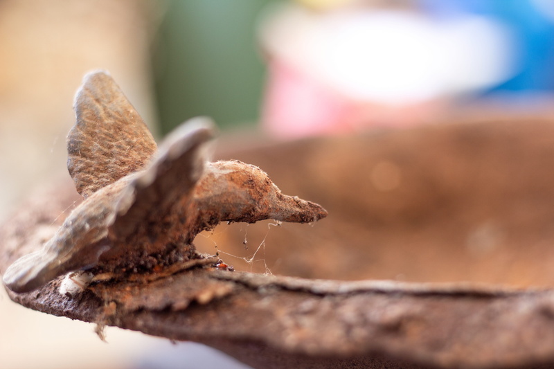 animal themes, plant part, animal wildlife, republica dominicana, fuente, escultura, land, dry, oxido, plant, metalica, antique, food and drink, brown