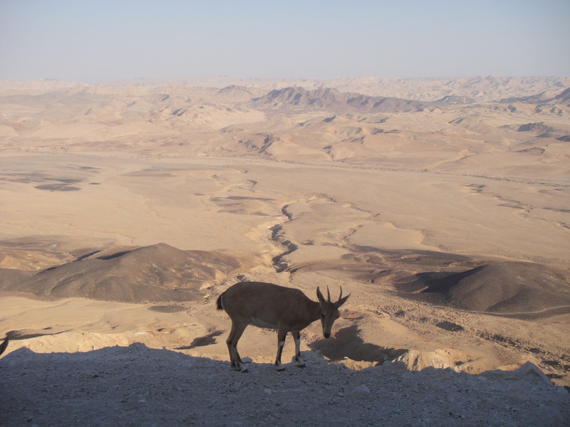 nature, one animal, outdoors, animal themes, environment, vertebrate, herbivorous, animal wildlife, no people, land, neguev, mitzpe ramon, mountain, sand