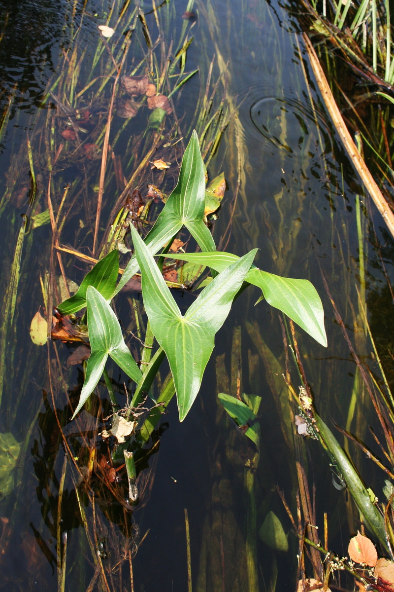plant part, tranquility, river, high angle view, plant, beauty in nature, floating on water, ramon, lake, sunlight, outdoors, leaf, no people, nature, floating