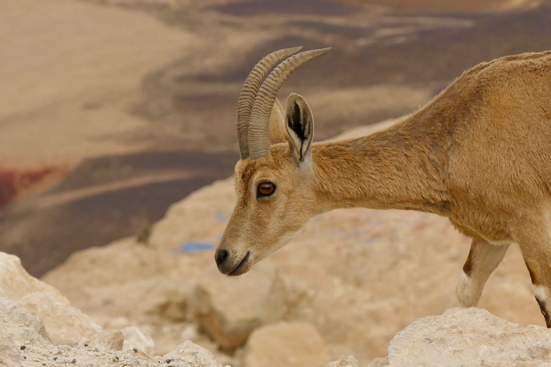 nature, land, israel, ramon crater, sunlight, animal, no people, herbivorous, 4K, standing, rock, animal head, mammal, one animal, vertebrate, animal wildlife