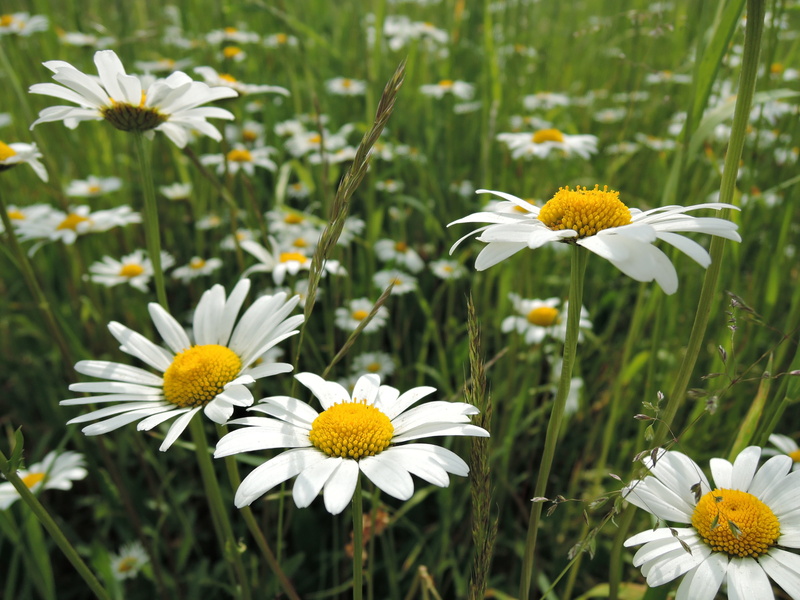 springtime, pollen, keywords fotomontáž, flowers, growth, plants, close-up, romance, vulnerability, field, 4K, summer, freshness, plant, daisy, outdoors
