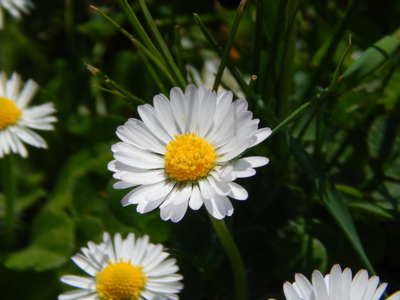 nature, fragility, day, garden, daisy, white, plant, growth, keywords fotomontáž, macro, flower head, petal, beauty in nature, flower, nature flower, freshness