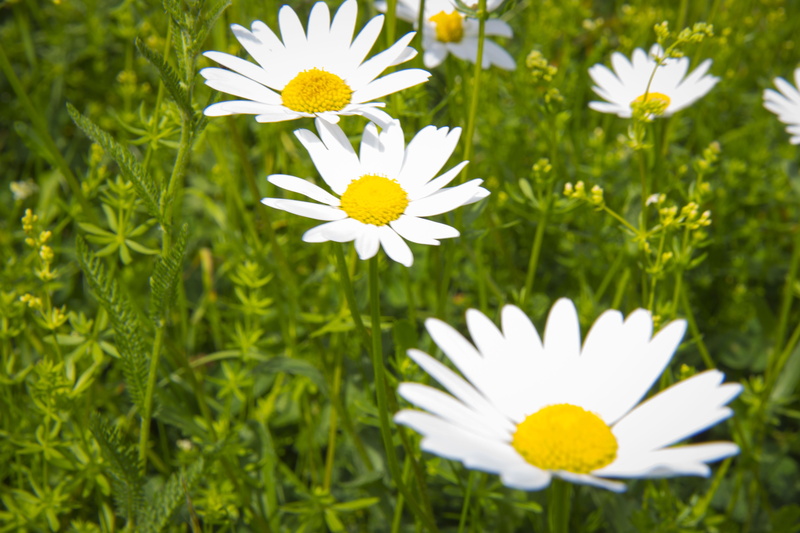 flowering, plants, flower, green color, no people, daisy, close-up, butterfly, fragility, meadow, inflorescence, grass, beauty in nature, freshness, plant
