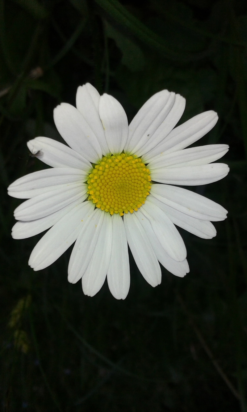 vulnerability, growth, flowering plant, inflorescence, fragility, nature, freshness, focus on foreground, plant, outdoors, no people, flower, pollen, yellow