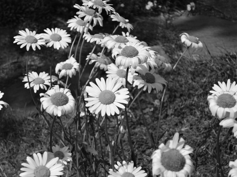 vulnerability, botany, land, petal, 4K, white, beauty in nature, no people, summer, flower head, spring, close-up, flowering plant, meadow, keywords fotomontáž