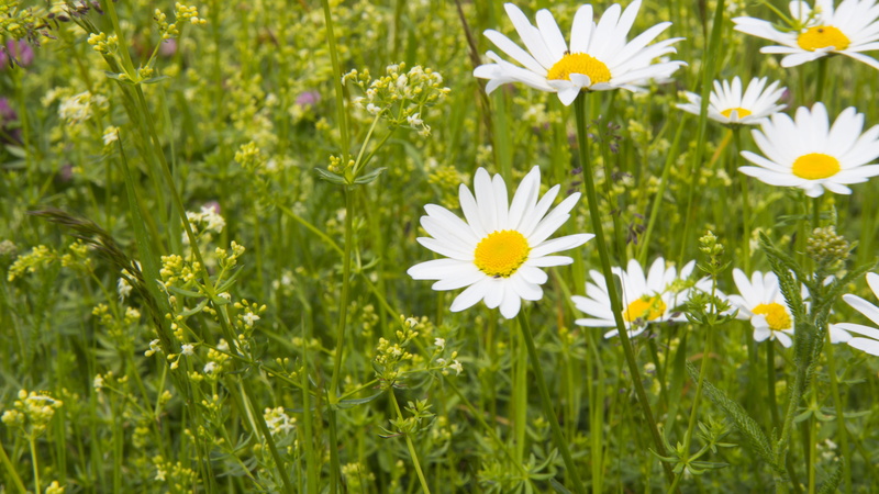 outdoors, white color, yellow, field, garden, keywords fotomontáž, flowering meadow, daisy, springtime, fragility, grass, freshness, petal, plant, green color