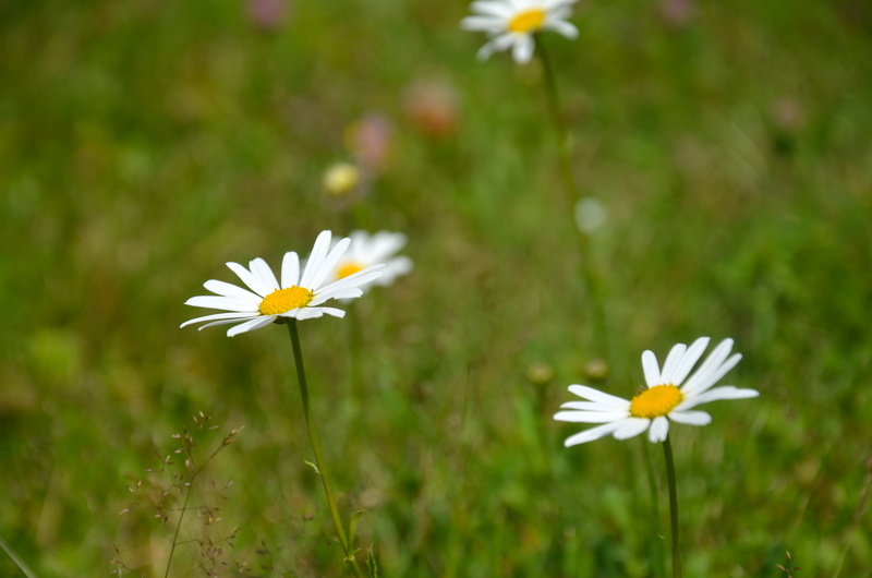 green Color, petals, petal, growth, inflorescence, white flower, freshness, chamomile Plant, daisy, nature, 4K, flowering plant, plant, outdoors, natural