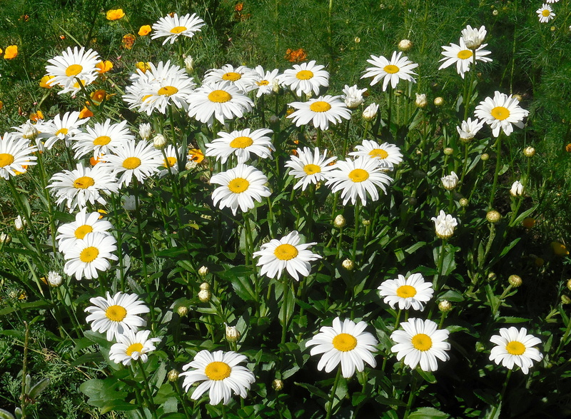 close-up, daisy, yellow, no people, fragility, flowerbed, beauty in nature, freshness, plant, flower, outdoors, petal, keywords fotomontáž, vulnerability