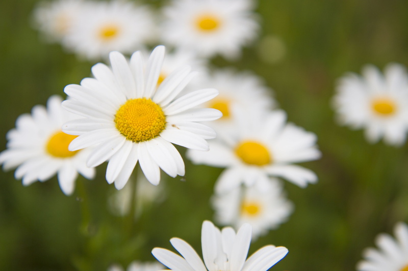 white color, pollen, flower head, focus on foreground, 4K, daisy, sun, petals, freshness, outdoors, flowering plant, nature, summer, inflorescence, romance