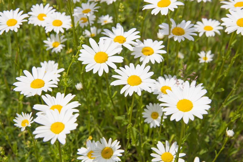 wildflowers, flowering plant, inflorescence, plants, day, flowering, field, growth, petal, outdoors, keywords fotomontáž, 4K, white color, flowerbed, nature flower
