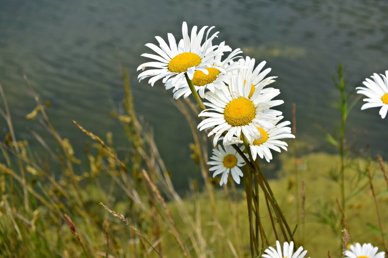 keywords fotomontáž, beauty in nature, flower, day, petal, 2K, no people, freshness, nature, white color, close-up, inflorescence, field, focus on foreground