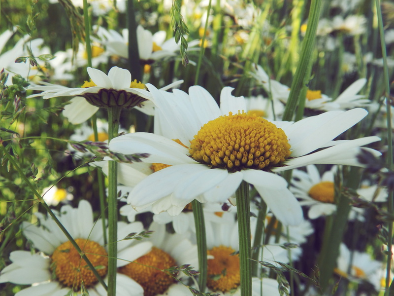 spring, plants, grass, selective focus, flower, growth, yellow, inflorescence, plant, keywords fotomontáž, green, nature, no people, meadow, flower head