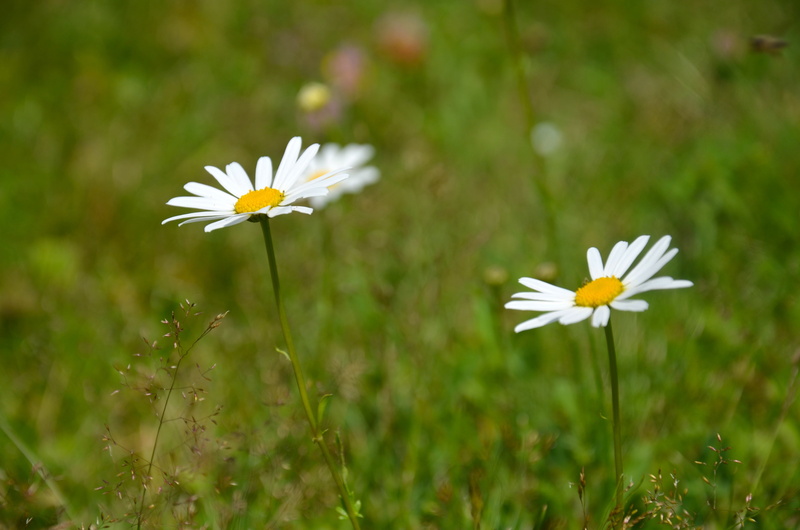 meadow, wild, flowering, plant, keywords fotomontáž, natural, white flower, fragility, flower, outdoors, beauty in nature, flower head, summer, growth