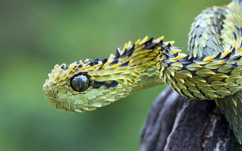 1080P, Hispida, Viper, Atheris