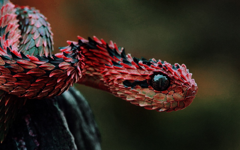 1080P, snake, red, Lizard Scales