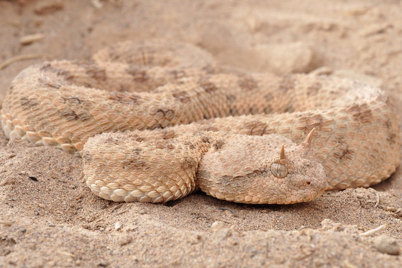 animal wildlife, reptiles, snake, animals, iguana, day, nature, animal body part, sand, reptile, poisonous, lizard, animal themes, animal, selective focus