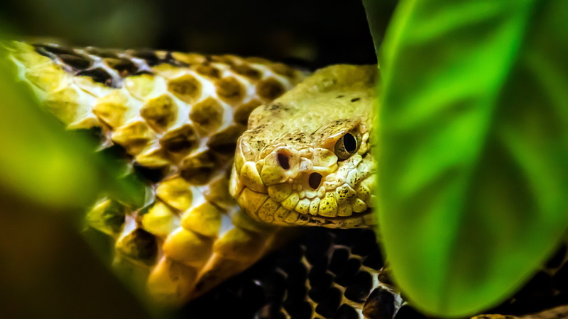 animal scale, macro, animals in the wild, reptile, plant part, close-up, selective focus, leaf, reptiles, no people, animal wildlife, one animal, animal eye