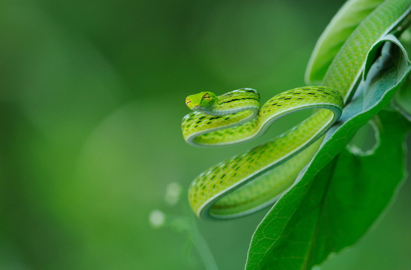 Reptiles and Frogs, drop, leaf, beauty in nature, one animal, Asian vine snake, nature, plant part, oriental whipsnake, no people, outdoors, water, Beautiful