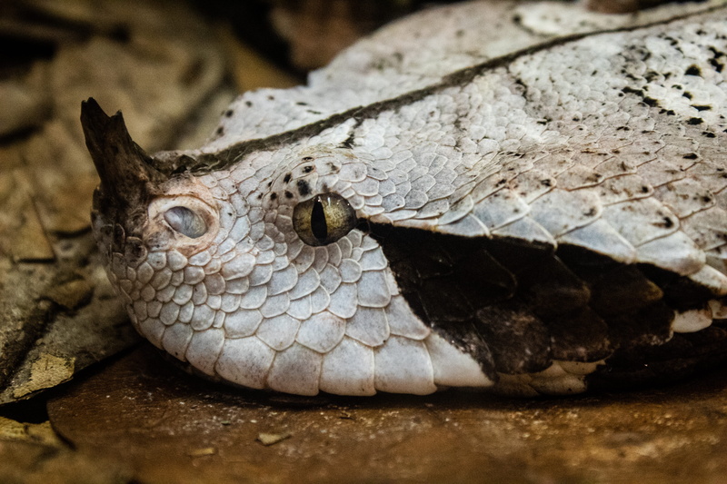 animal themes, animal eye, memphis, united states, 5K, alligator, gaboon viper, no people, herpetarium, horned nose, memphis zoo, animal body part, reptile