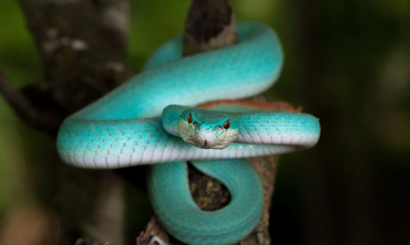 forest, animal themes, focus on foreground, animal body part, green, animal, 1080P, sign, nature, animal eye, animal wildlife, Blue Trimeresurus insularis