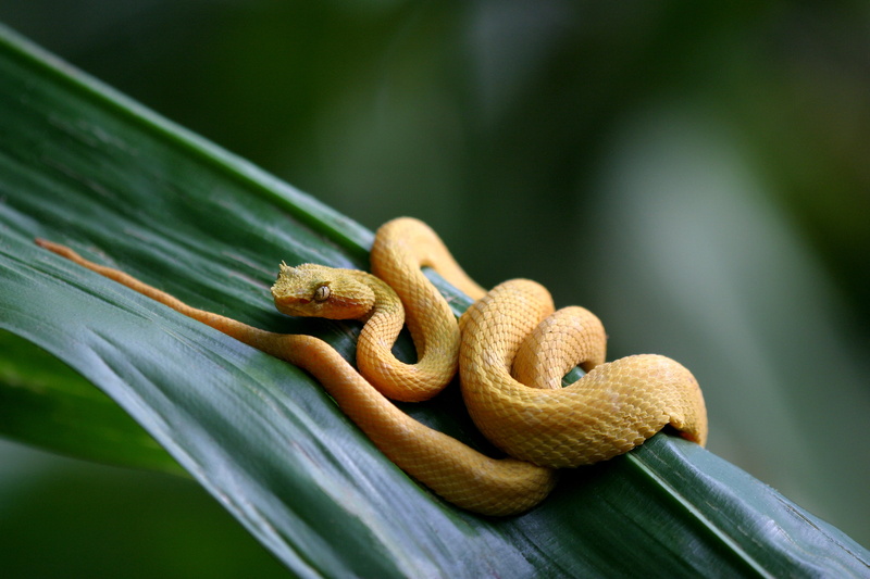 Reptiles, 2K, Snake, Eyelash Viper, Viper