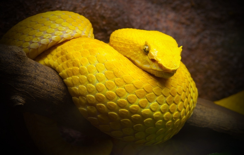 no people, snake, animal, vipers, animals in the wild, animal scale, indoors, animal head, nature, day, animal eye, animals, one animal, vertebrate, close-up