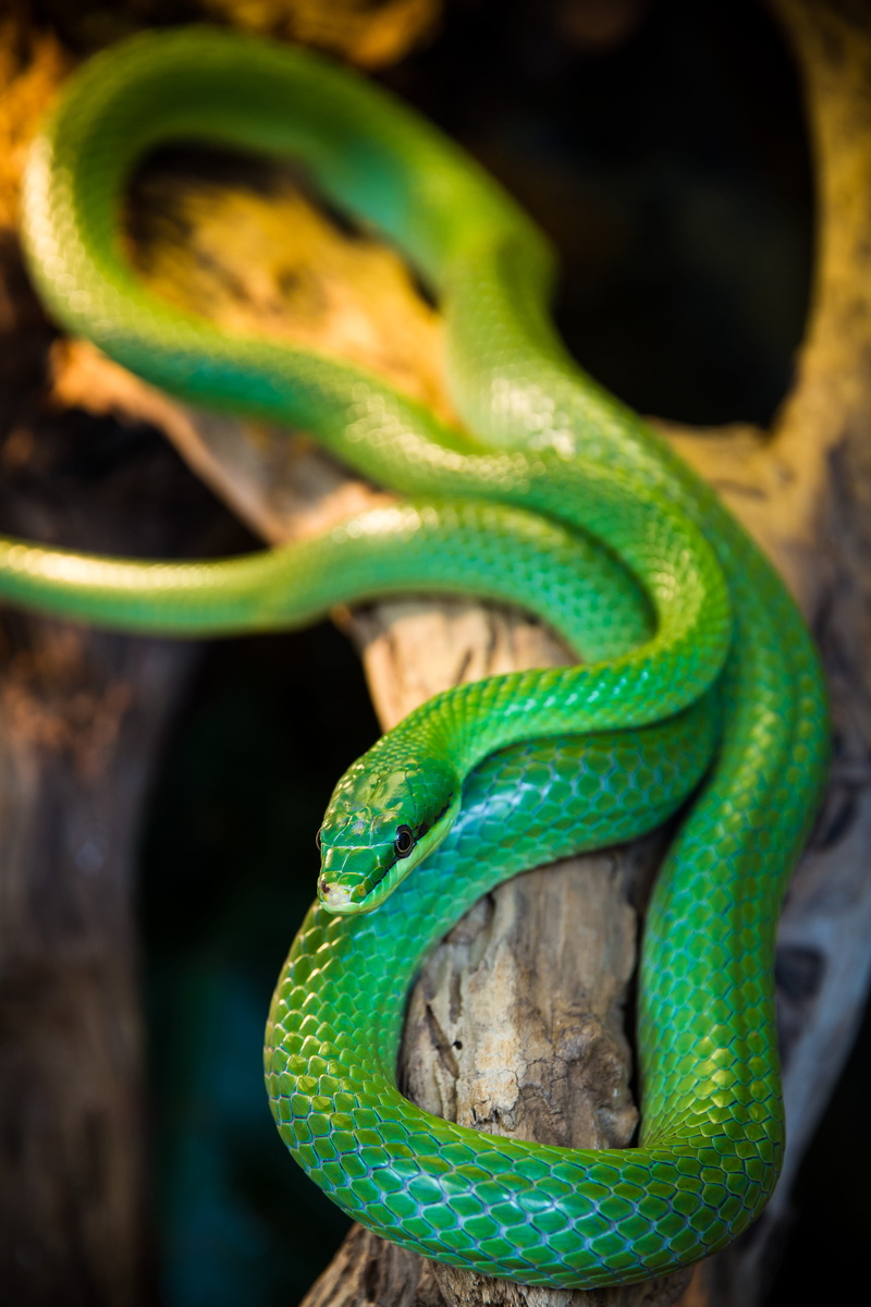 animal themes, mamba, nature, one animal, danger, no people, wildlife, animal wildlife, hiss, animal head, photography, animal scale, selective, vertebrate