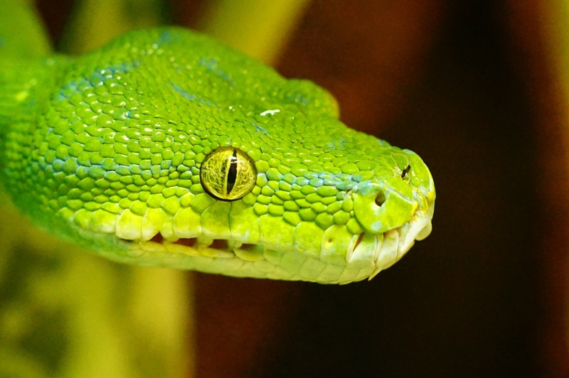 nature, wildlife, focus on foreground, snake, focus, no people, animal themes, shallow, outdoors, green Color, photography, communication, rainforest, close-up
