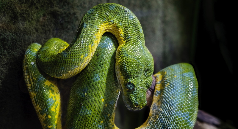 wildlife, python, green color, animal Scale, scale, outdoors, snake, animal body part, tree, animals in the wild, macro, one animal, day, curled up, poisonous