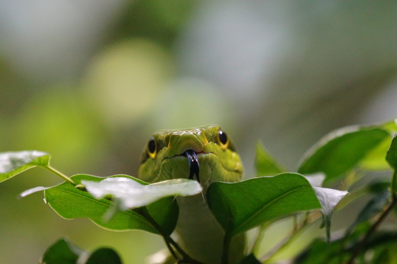 snake, animal body part, day, animal themes, invertebrate, plant, leaf, close-up, tropical Rainforest, rainforest, animal wildlife, insect, forest, one animal