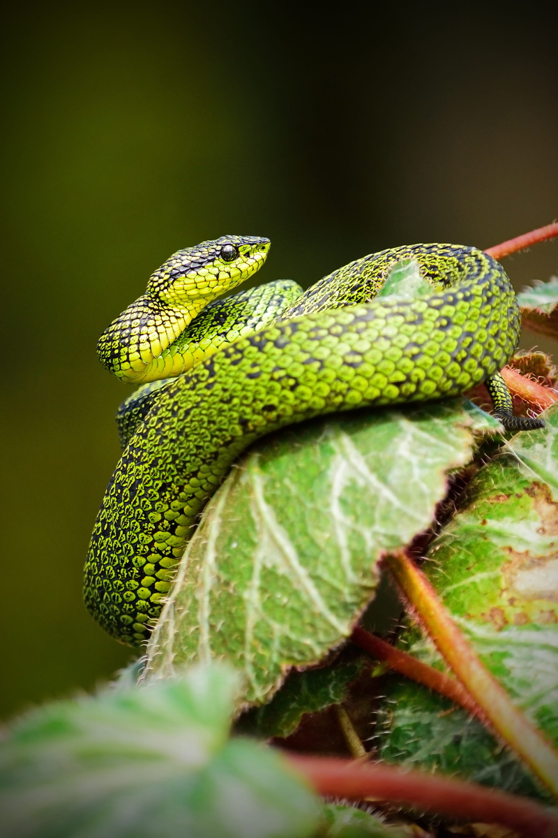 vertebrate, close-up, vivid, wildlife, reptiles, viper, animal head, green snake, green Color, no people, animal Scale, outdoors, 5K, tree, day, animal themes