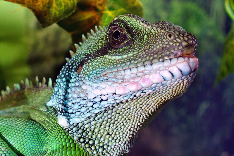 pets, predator, thailand, wildlife, forest, tropical, asian, head, male chinese water dragon, portrait, outdoor, animal head, vertebrate, scales, green