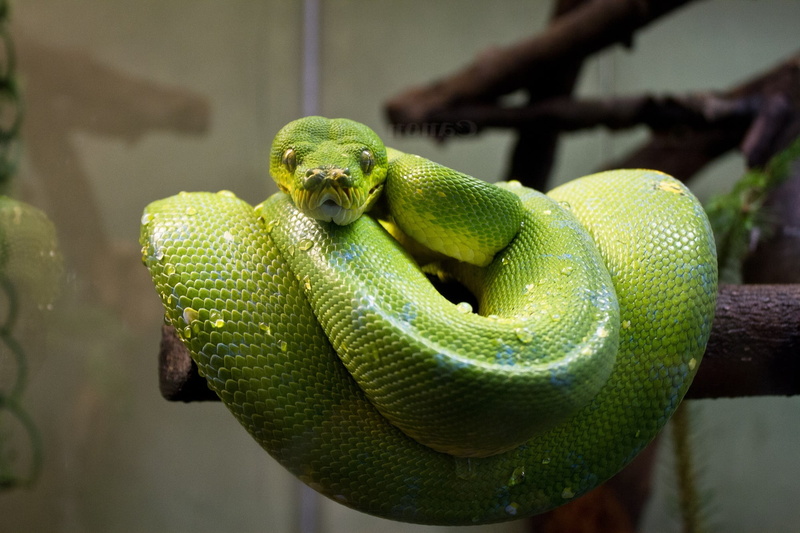 animal themes, python, green tree python, exotic, animal wildlife, carnivore, rainforest, plant, macro, animal, close-up, forest, no people, 1080P, outdoors